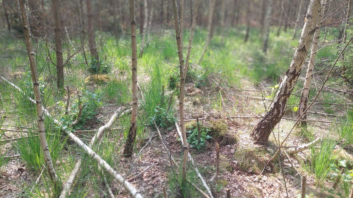 Gdzie ukryła się sarenka?