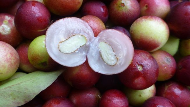 Jagody camu camu - właściwości zdrowotne