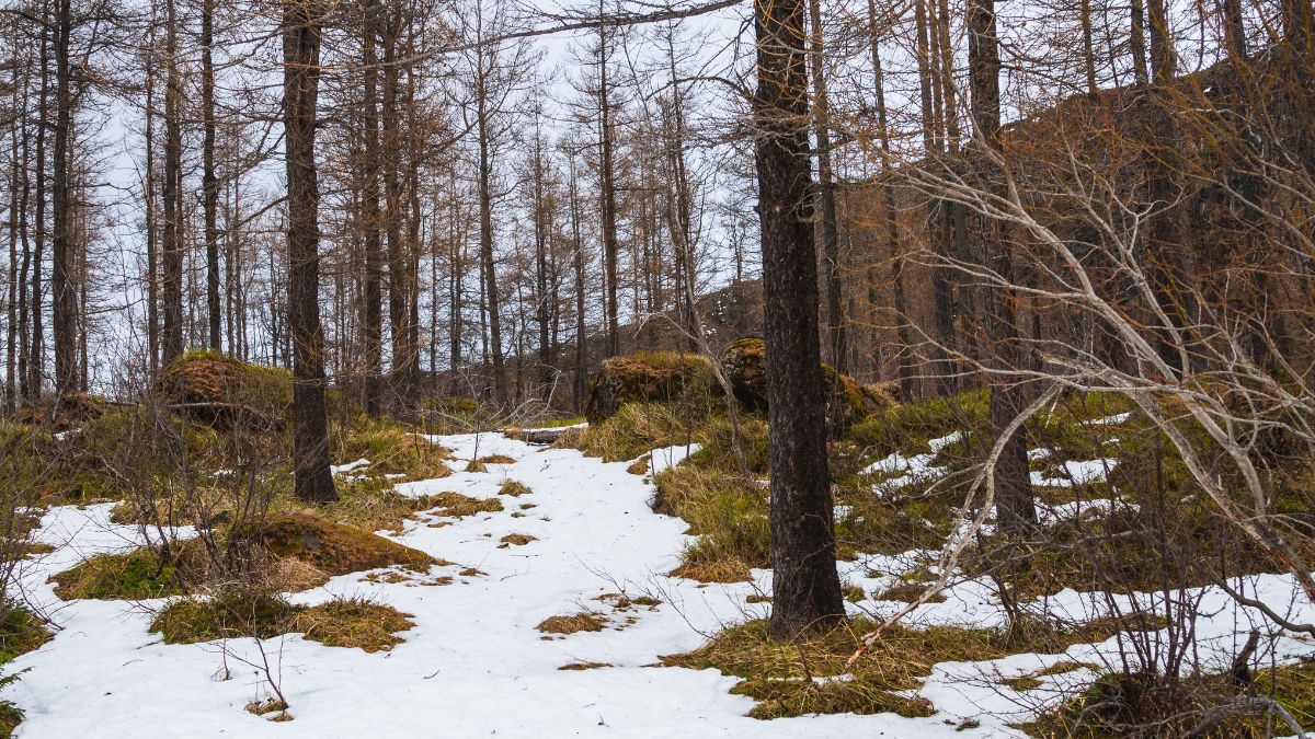 Krajobraz lasu zimą