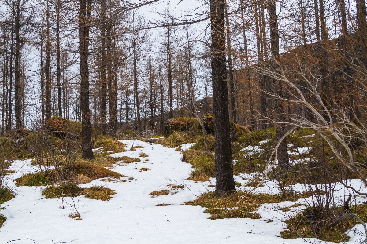 Zagadka od leśników, która położyła internautów. A ty widzisz sarnę?