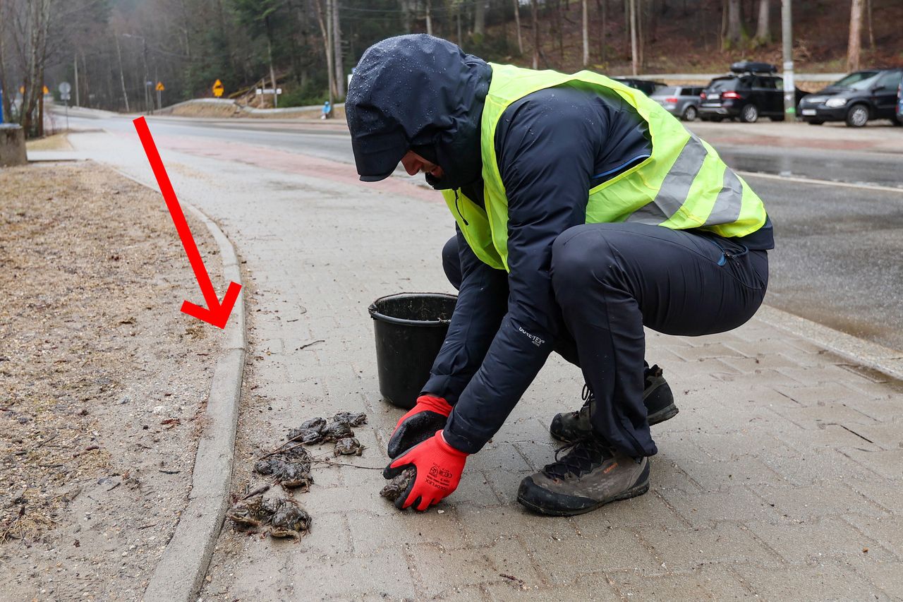 Pojawiły się w kilku miejscach w Zakopanem. Turyści muszą uważać