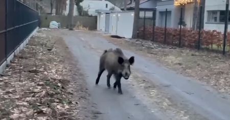 Szykują masowy odstrzał dzików. Jest petycja
