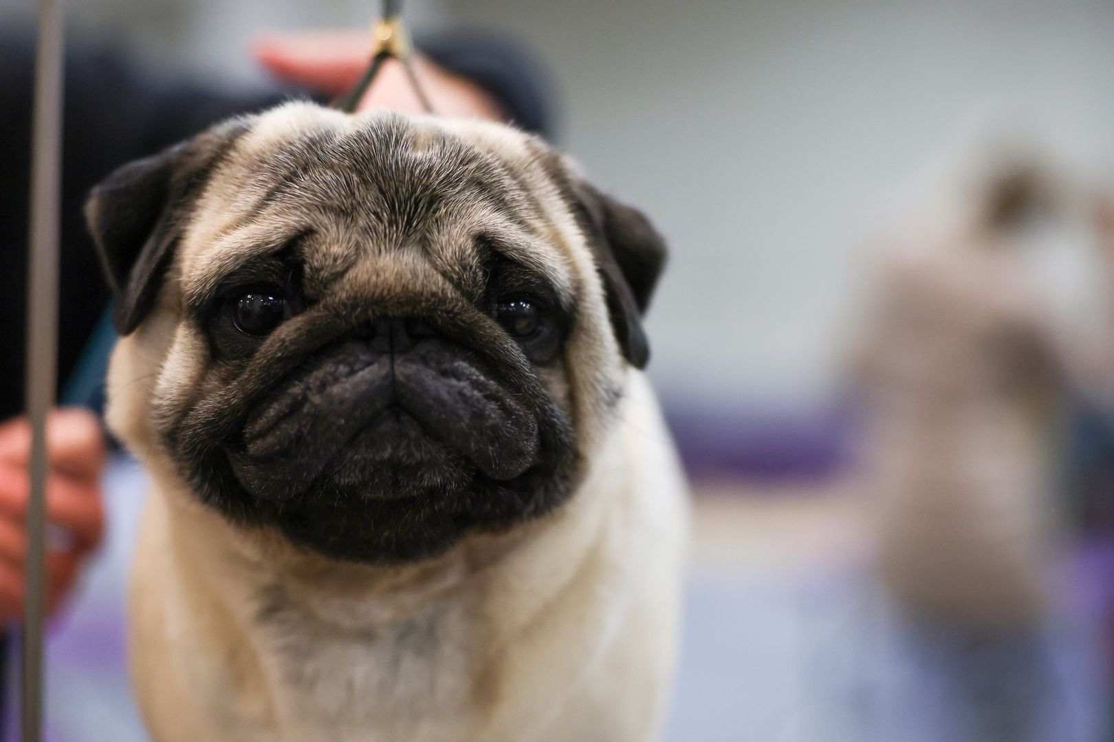 NEW YORK, NEW YORK - FEBRUARY 10: A Pug is groomed during the 149th Annual Westminster Kennel Club Dog Show – Group Judging (Hound, Toy, Non-Sporting, Herding) at Madison Square Garden on February 10, 2025 in New York City. (Photo by Sarah Stier/Getty Images for Westminster Kennel Club)