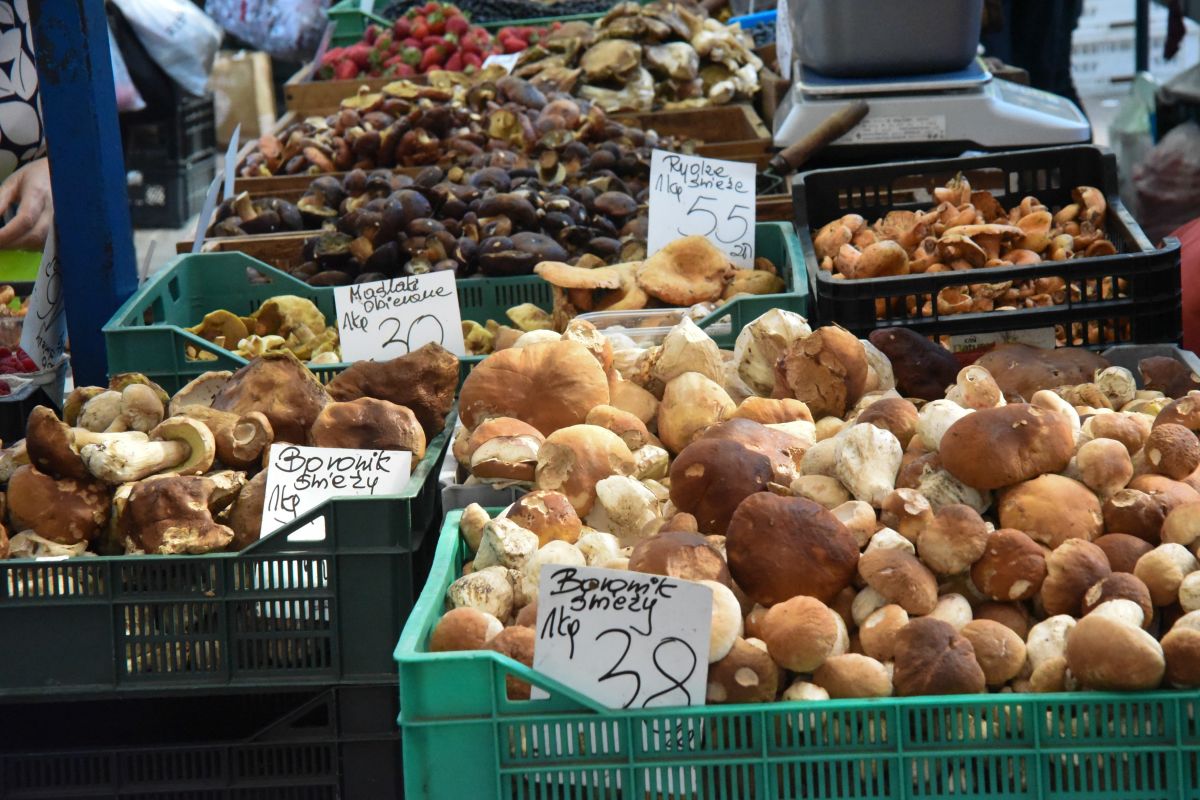 Sprawdzili ceny grzybów w Krakowie. Tyle kosztuje kilogram borowików
