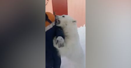 Oswoili niedźwiedzia polarnego. Niezwykłe nagranie z Syberii