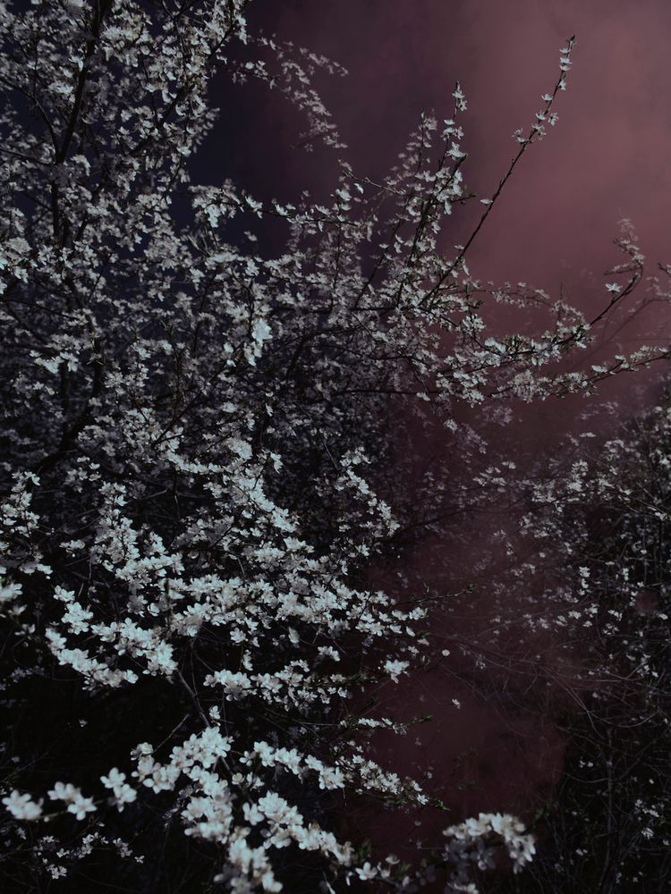 Piękno XIX-wiecznych obrazów natury przeniesione na pole fotografii w projekcie "Blossom" 3