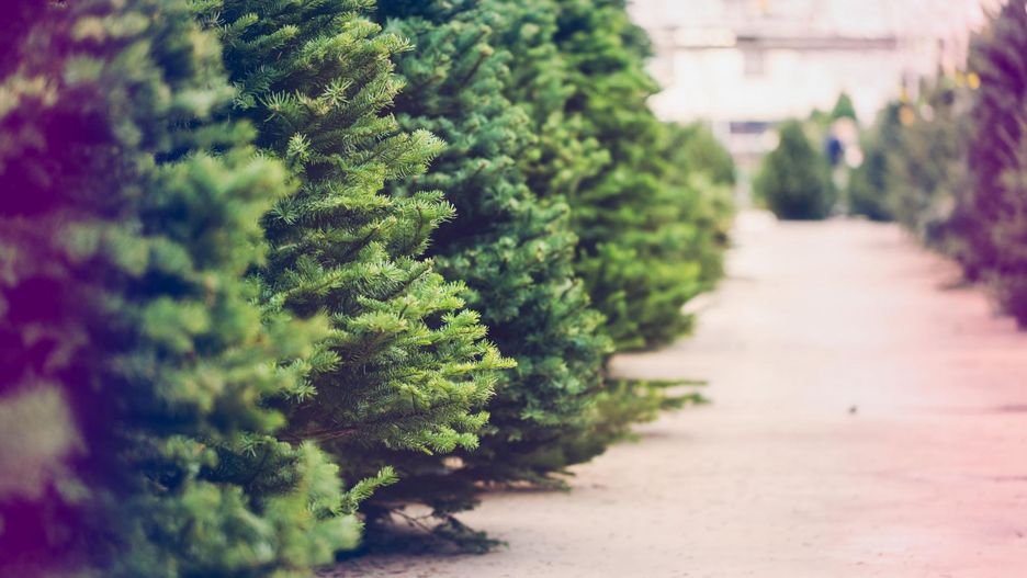 Czy można mieć alergię na choinkę?