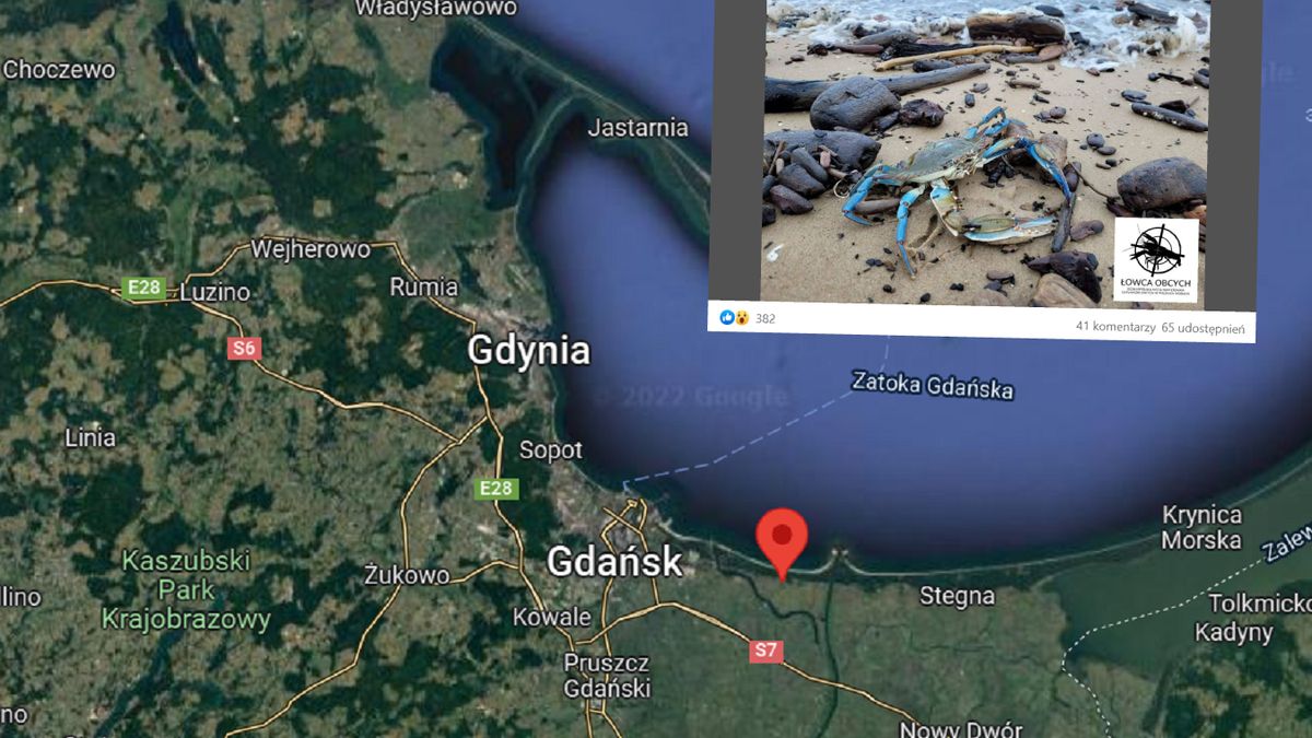 Błękitny stwór na Wyspie Sobieszewskiej. Zdjęcie obiegło sieć