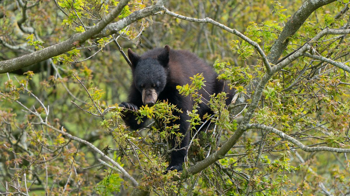 One-year-old North American black bear cubs explore their surroundings in the drive-through enclosure at Woburn Safari Park in Bedfordshire. The four cubs - two males called Harvard and Colorado, and two females called Aspen and Maple - have been living with mum Phoneix in a separate enclosure since they were born 16 months ago. Picture date: Wednesday May 17, 2023. (Photo by Joe Giddens/PA Images via Getty Images)
