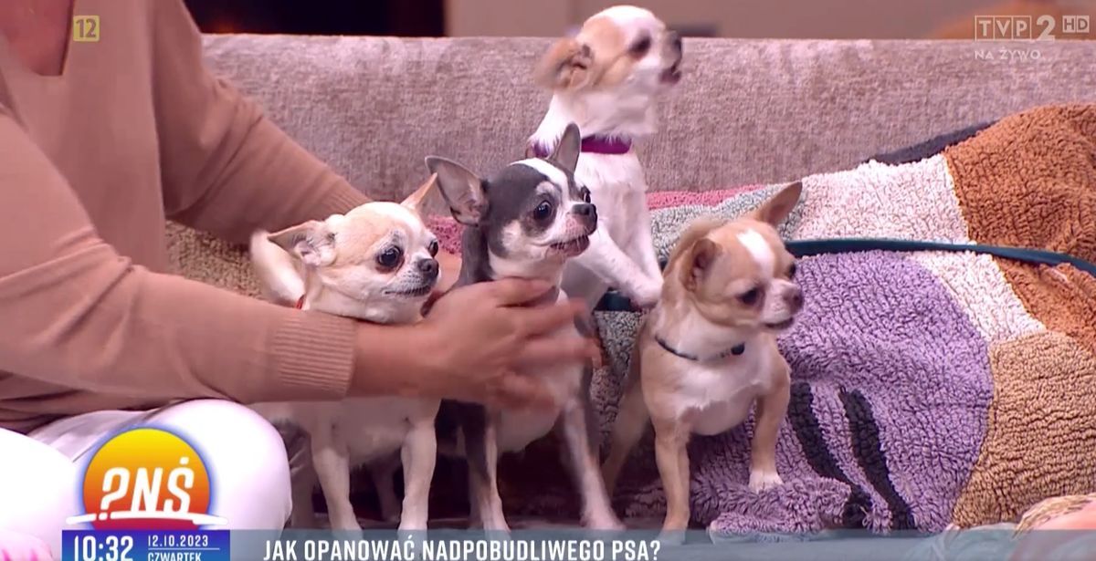 Chihuahua wypatrzyły w studio "Pytania na śniadanie" intruza