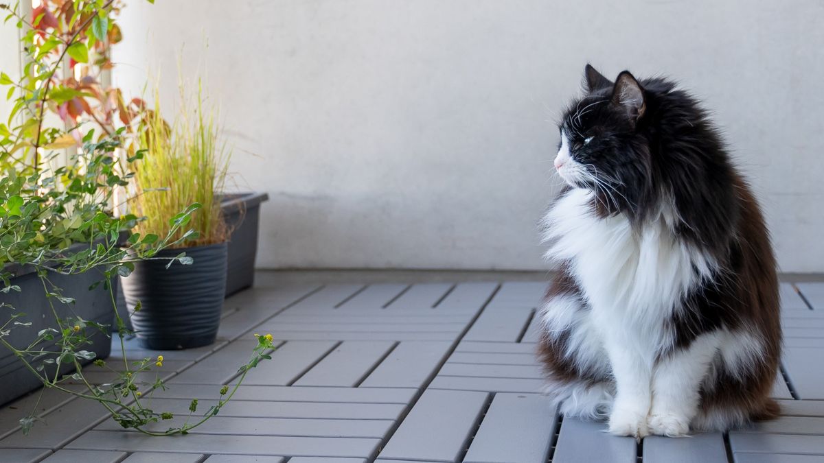 Masz balkon. Tak przygotujesz bezpieczną przestrzeń dla kota
