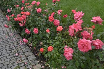 Choroby róż atakują szybko. Reaguj, zanim będzie za późno