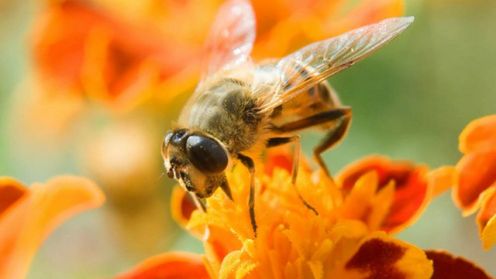 Zbudowano sztuczne oko pszczoły 1