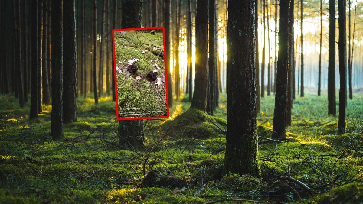 Dostrzegła piestrzenice kasztanowate. Od razu zaczęła nagrywać.