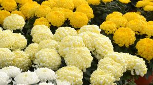 Chryzantemy na Wszystkich Świętych. Na topie białe, kremowe i złote!