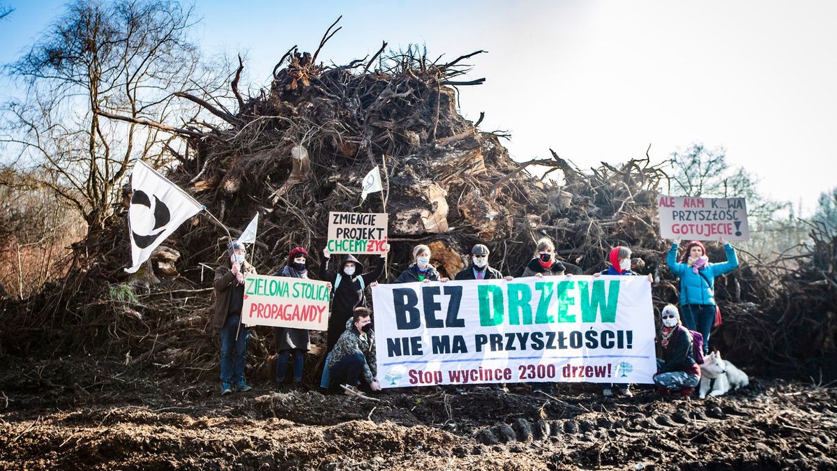 Wycinka drzew  pod inwestycję Nowa Huta Przy­szło­ści.