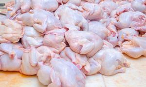 Unikaj tych części kurczaka. Gromadzą się w nich pasożyty