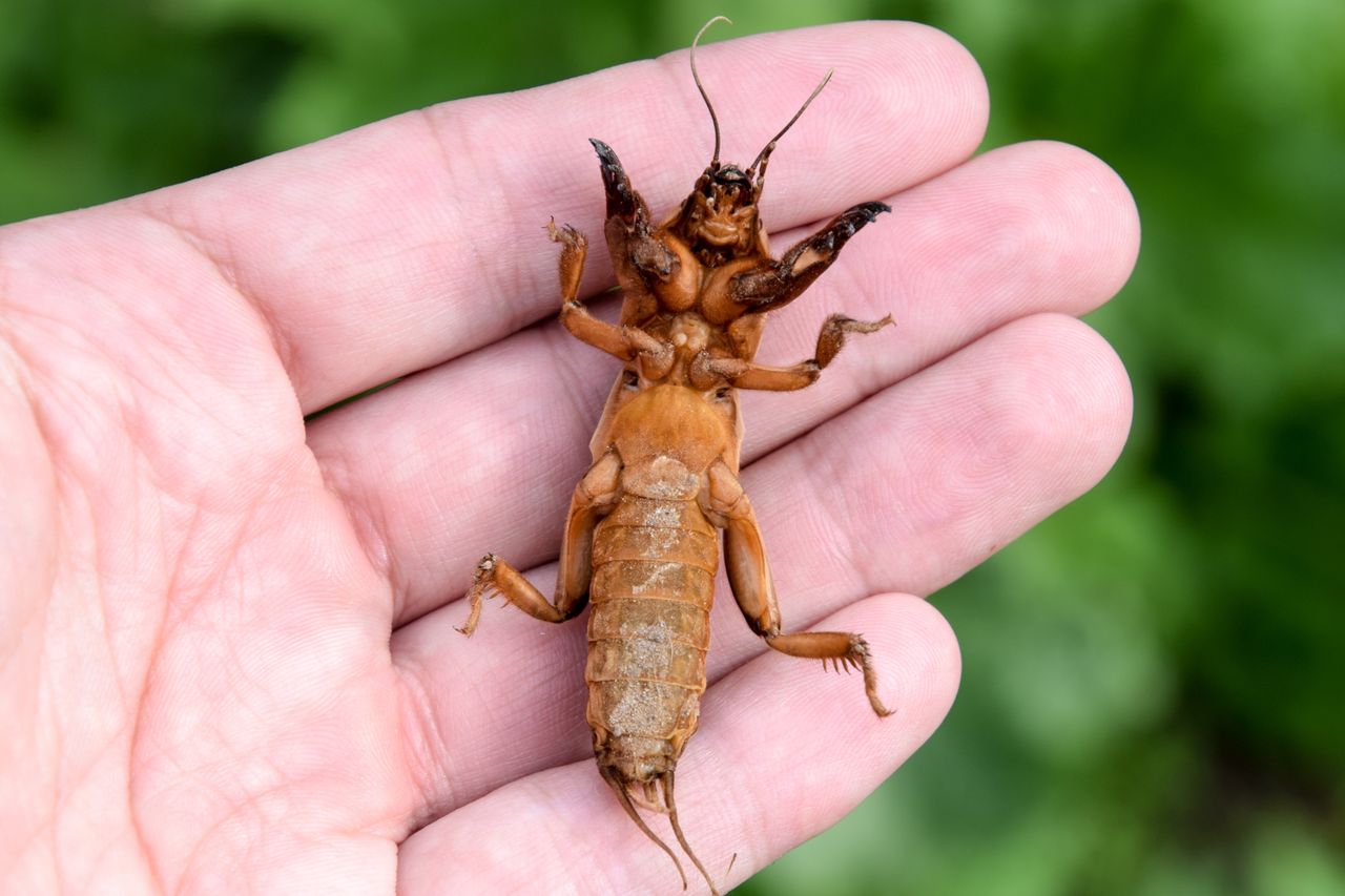 Niszczycielski owad ma nawet 10 cm. Jest w całej Polsce