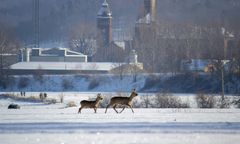 Dzikie zwierzęta na drogach. Trzy kolizje w kilka dni