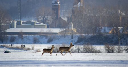Dzikie zwierzęta na drogach. Trzy kolizje w kilka dni