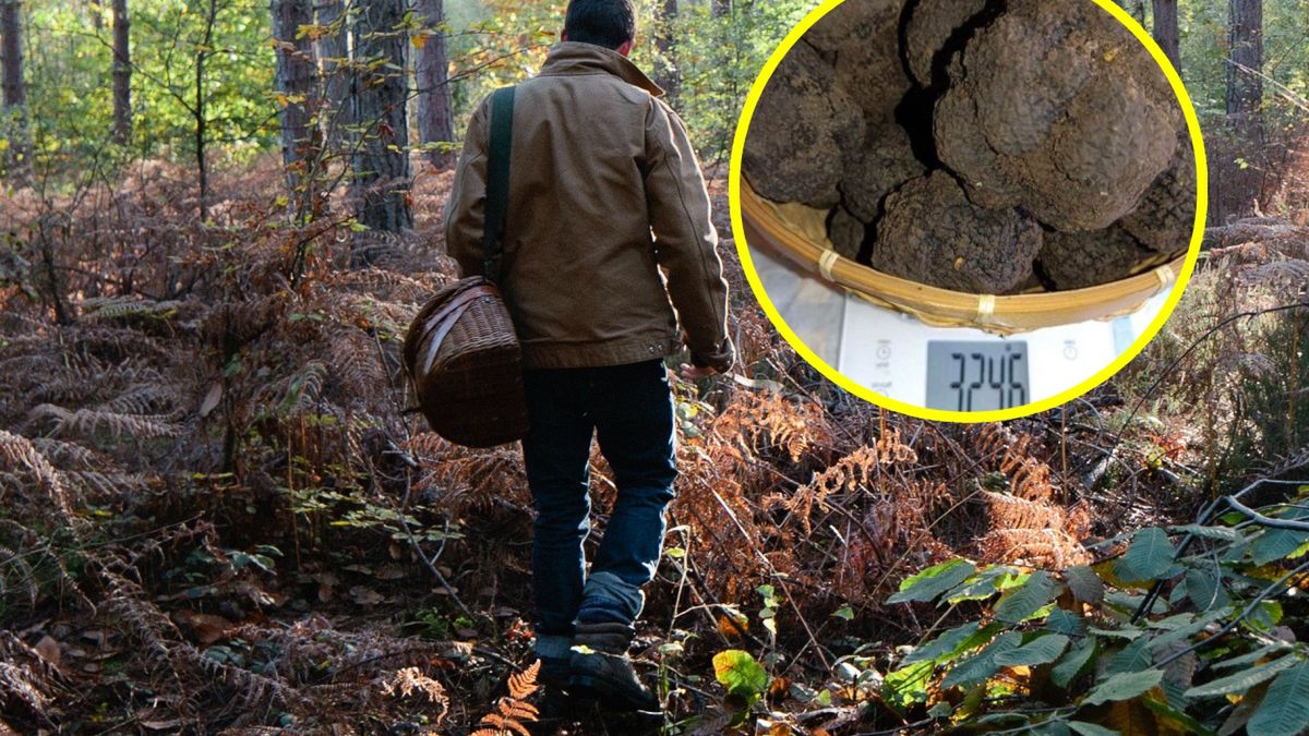 Mieszkaniec Trzebini zebrał ponad 3 kg trufli