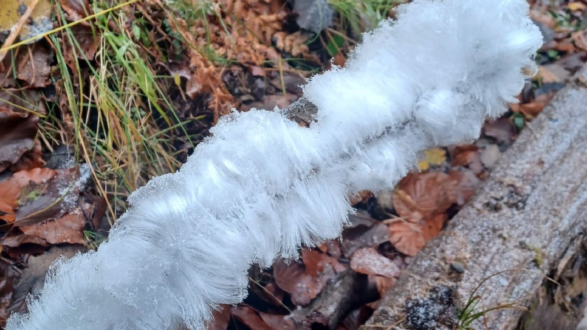 Leśnicy pokazali zdjęcie