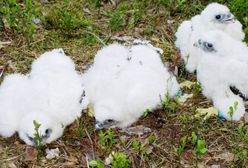 Dolny Śląsk. Sokoły z Doliny Baryczy zaobrączkowane