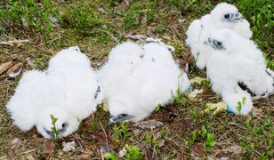 Dolny Śląsk. Sokoły z Doliny Baryczy zaobrączkowane