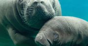 Zoo we Wrocławiu. Na świat przyszedł przedstawiciel zagrożonego gatunku