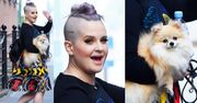 Kelly Osbourne z fioletowymi włosami i psem na rękach (ZDJĘCIA)