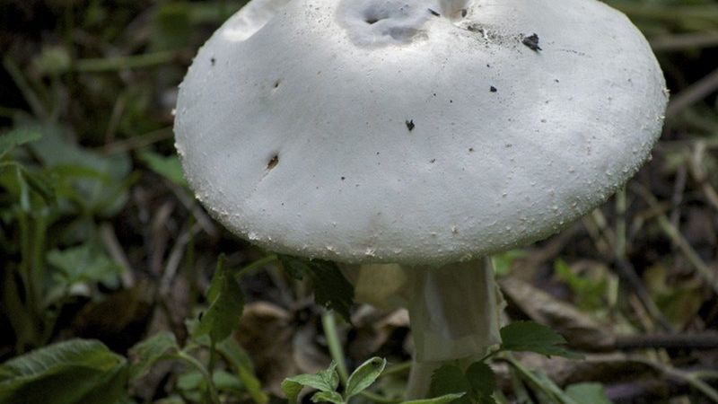 3-osobowa rodzina ma objawy zatrucia muchomorem sromotnikowym.