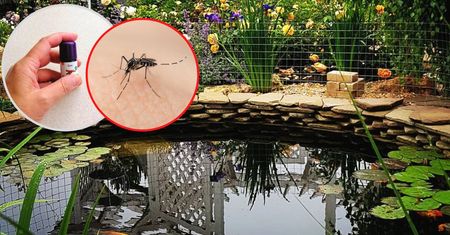 Naturalny środek na komary w oczku wodnym. Wystarczy kilka kropel