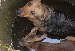 Krzewina. Pies i sarna uwięzione w studni. Przerażone zwierzęta uratowali strażacy
