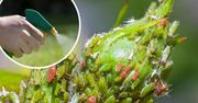 Domowy spray z 2 składników na mszyce zabija je w 10 sekund