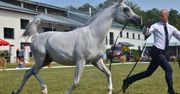 Janów Podlaski. W niedzielę licytacja 21 arabów na Pride of Poland