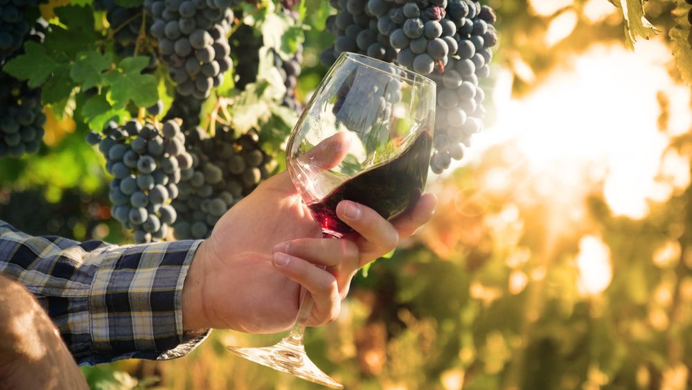 Winnica i wino Leonarda da Vinci. Koneserzy będą zachwyceni