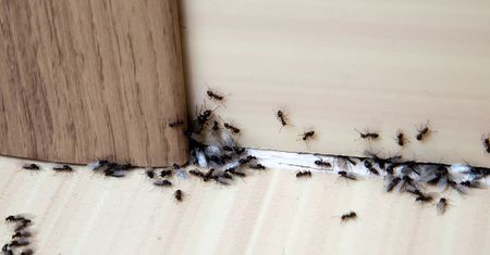 Wiosną spryskaj tym drzwi i okna. Mrówki i inne insekty nie wejdą do domu