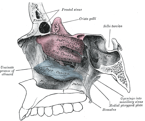 Schemat budowy jamy nosowej 