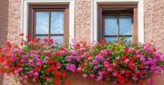 Kiedy wystawić pelargonie na balkon? Pelargonie kaskadowe mają jeden termin