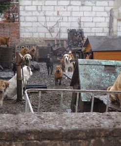 Koszmar 120 zwierząt w nielegalnej hodowli. Sceny z interwencji niczym z horroru
