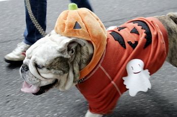 Halloween - czas duchów, zjaw i czarownic