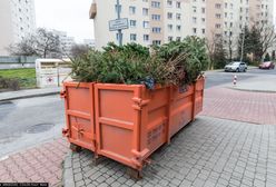 Choinka nie musi skończyć na śmietniku. Volvo sadzi las, a internauci zadecydują gdzie