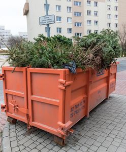 Choinka nie musi skończyć na śmietniku. Volvo sadzi las, a internauci zadecydują gdzie