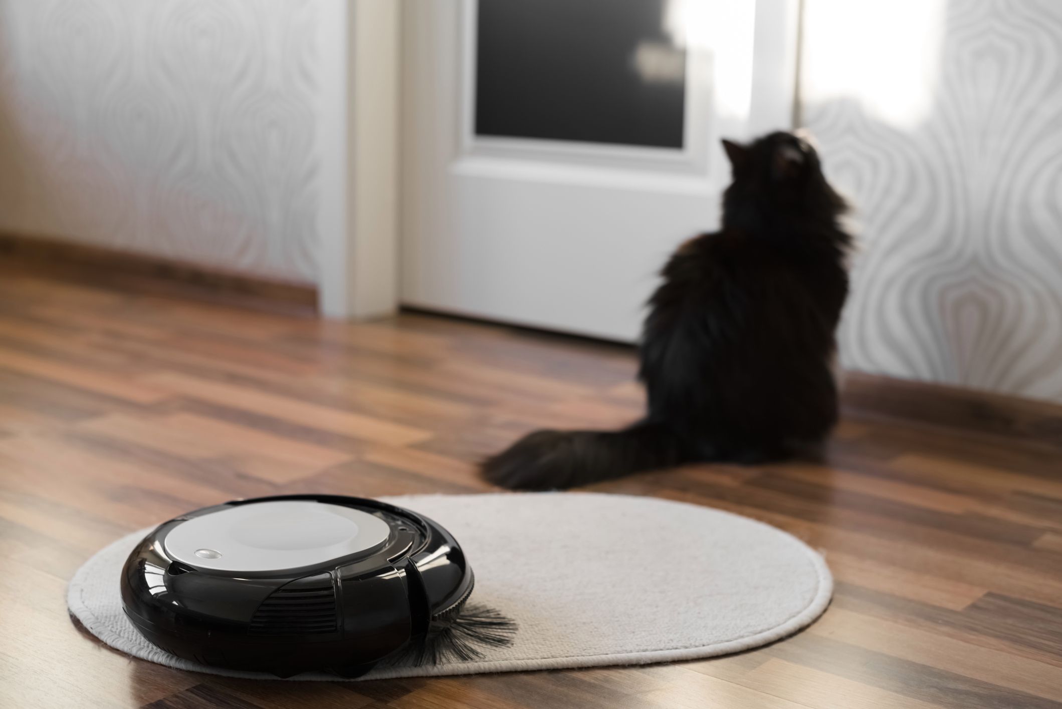 Robotic vacuum cleaner on little white carpet with black cat on background 