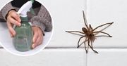 Spryskaj każdy kąt, a te stworzenia wyniosą się raz na zawsze z mieszkania