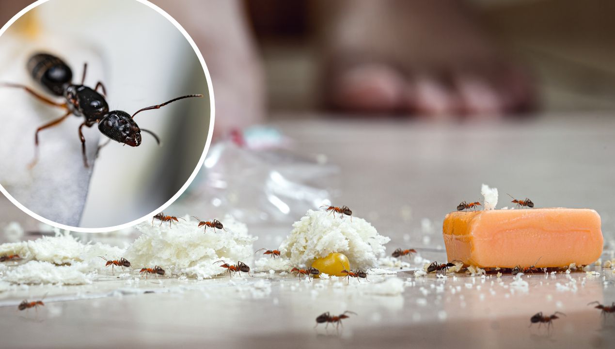 Ten przysmak szybko pomoże skutecznie wytępić mrówki w Twoim domu