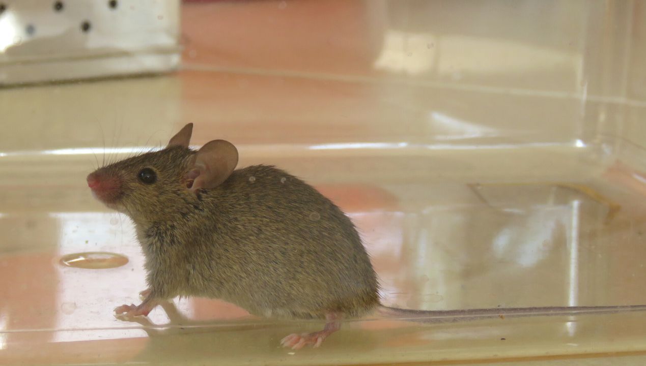 Jak pozbyć się myszy z domu? To skuteczne i humanitarne metody na szkodniki