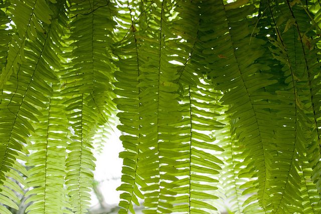 Rośliny, które oczyszczą powietrze w twoim domu