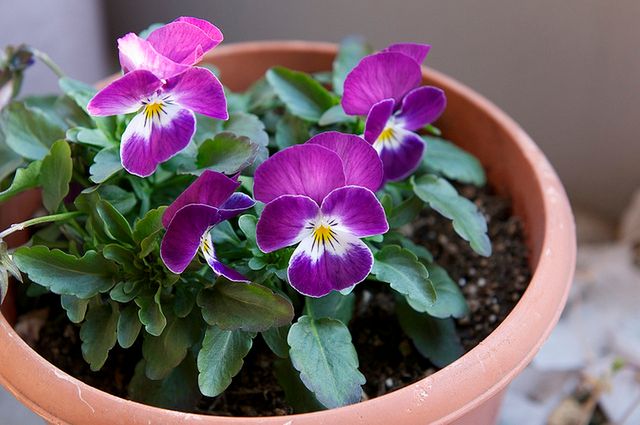 Poznaj ukryte siedliska alergenów w domu