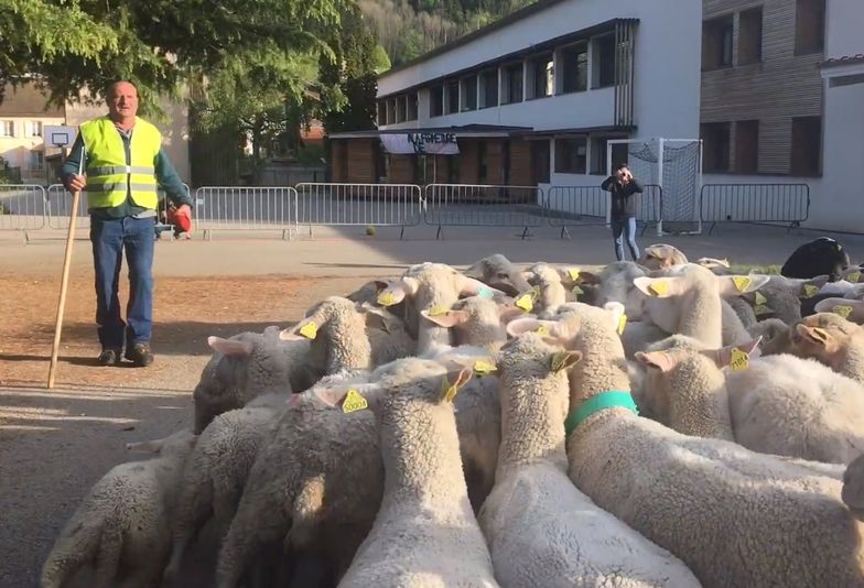 Francuzi zapisali owce do szkoły